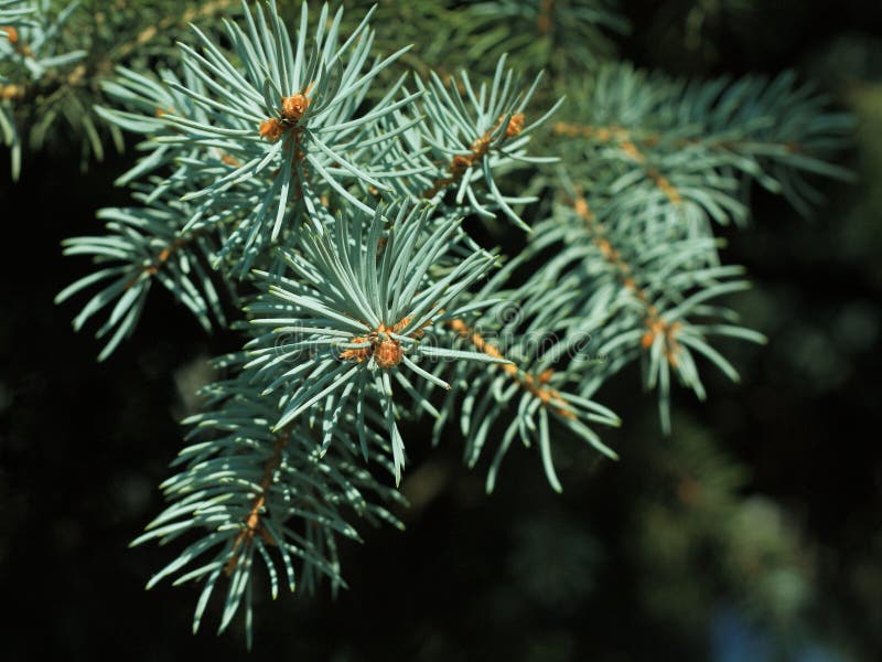 Green branches of pine