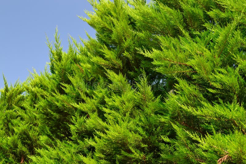 Green branches of thuja against the blue sky