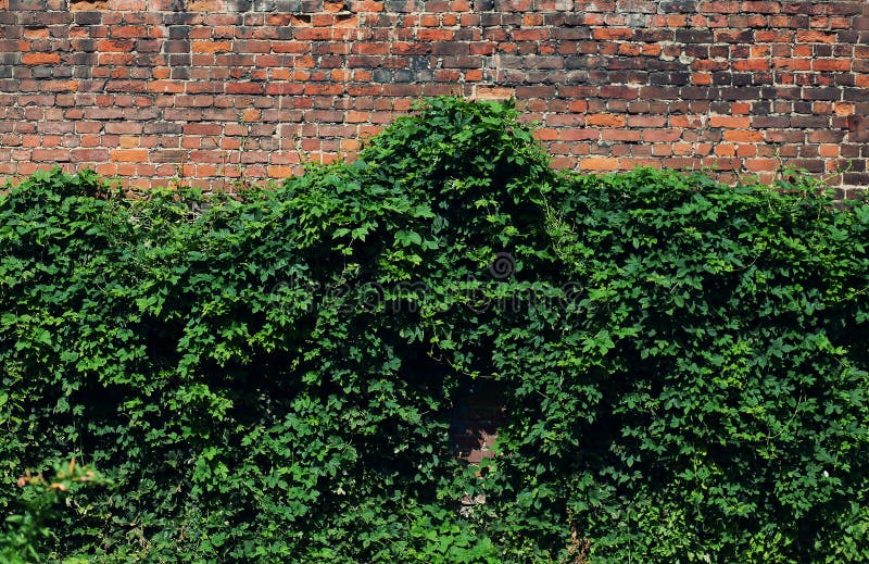 Green brick facade wall