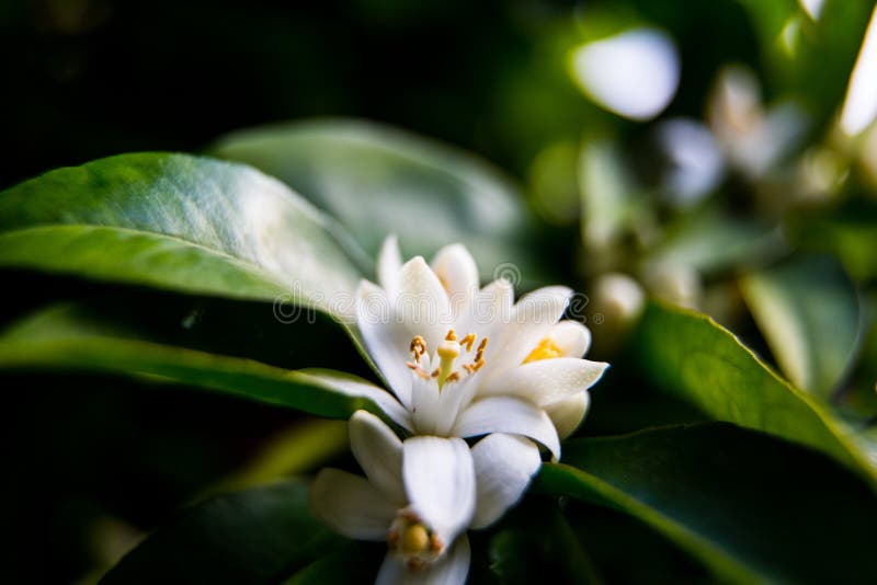 Neroli. Green bright orange tree leaves and orange flower neroli with raindrops, dew background