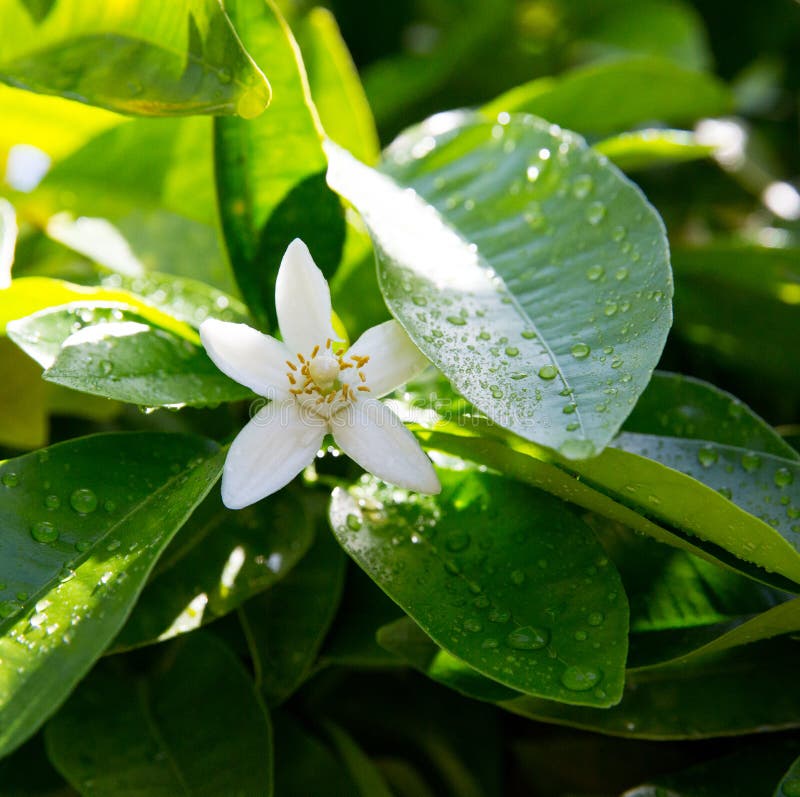 Neroli. Green bright orange tree leaves and orange flower neroli with raindrops, dew background royalty free stock photo Neroli. Green bright orange tree leaves and orange flower neroli with raindrops, dew background royalty free stock photo
