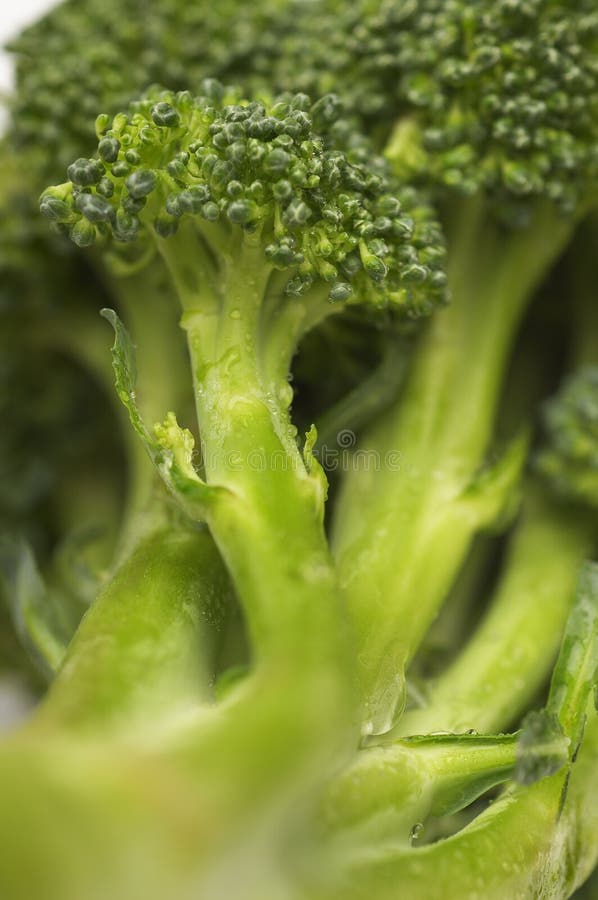 Broccoli stem close up stock image. Image of magnification 10763789