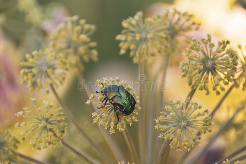 Green Bronze Beetle on a Hogweed in the Rays of the Setting Sun Stock