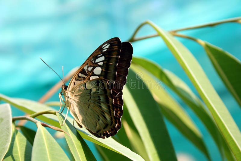 Green Brown Butterfly Picture. Image 85158338
