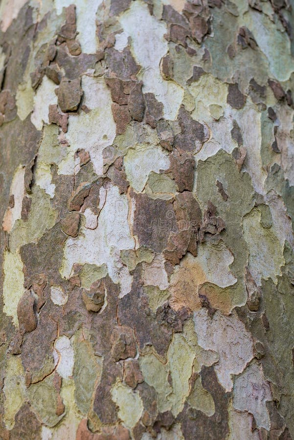 Green brown color texture - bark pattern tree stock images