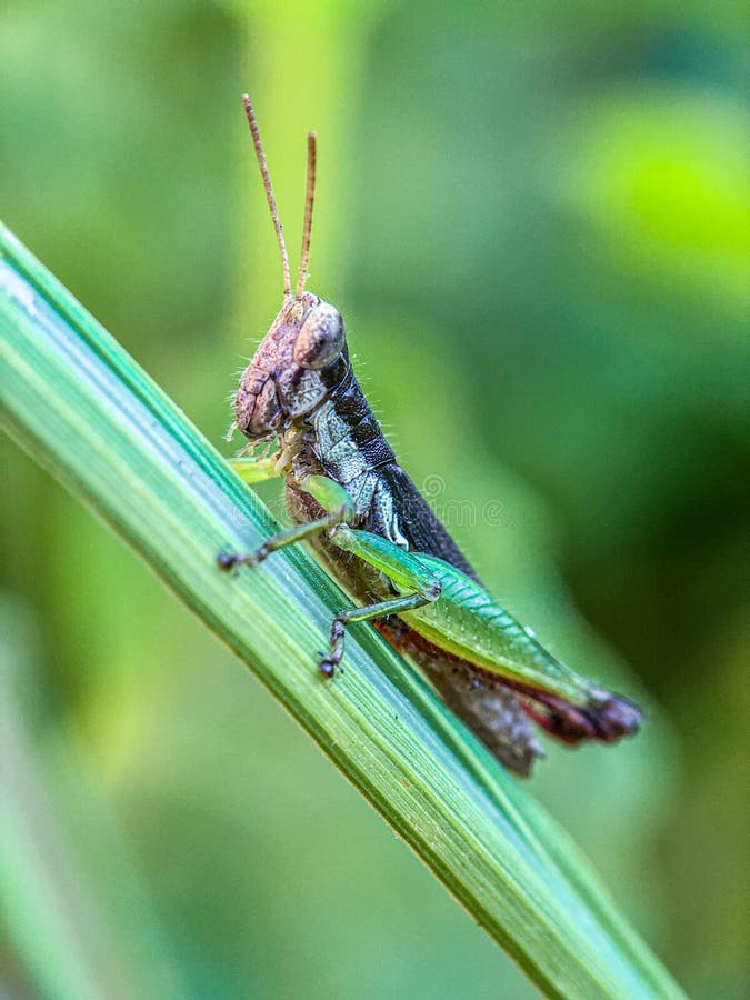 Green Brown Grasshopper Macro on a Leaf in the Morning Stock Photo - Image  of dark, detail: 227247734