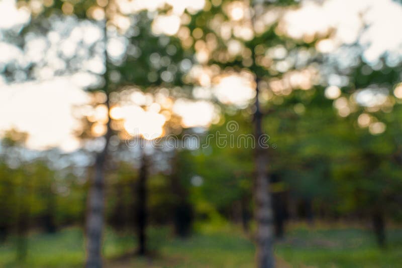 16,771 Natural Green Brown Bokeh Background Stock Photos - Free &  Royalty-Free Stock Photos from Dreamstime
