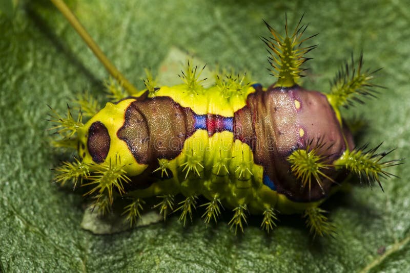 Green Brown Shaggy Caterpillar Stock Image Image of beautiful, green