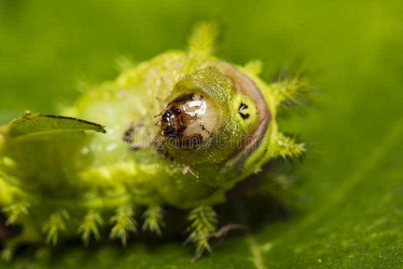 Green Brown Shaggy Caterpillar Stock Image Image of pest, animal