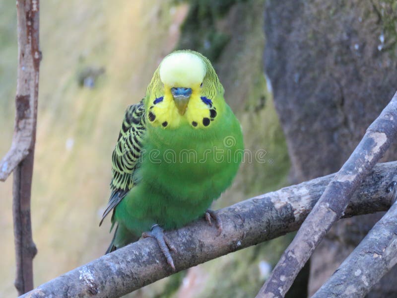 Green Budgie At Bird Kindgom Aviary In Niagara Falls, Canada Stock
