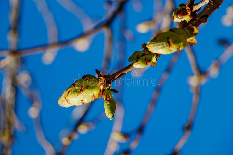 Green buds on a tree against a blue sky. Fresh leaves on a chestnut branch. Springtime concept