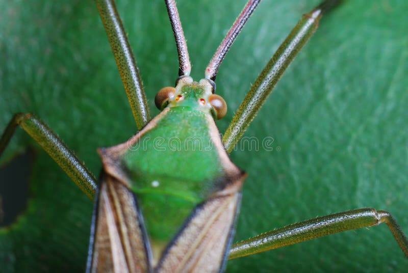 A macro photo taken on a green squash bug. A macro photo taken on a green squash bug.
