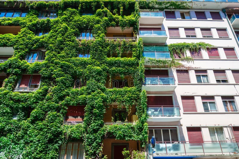 Green building covered ivy