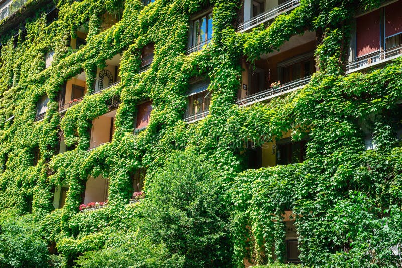 Green building covered ivy