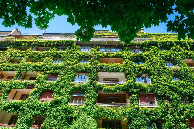 Green building covered ivy