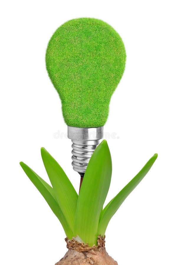 Green bulb on plant stock image. Image of plant, light 40086853