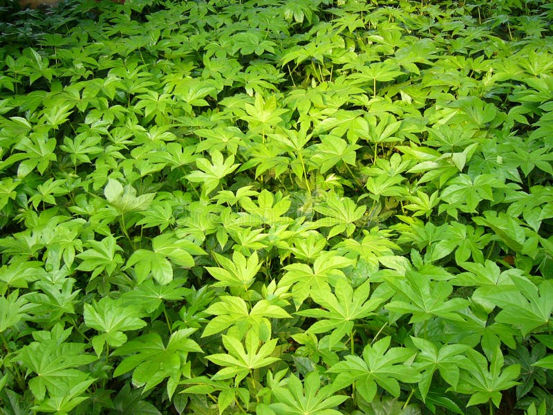 Green bush stock image
