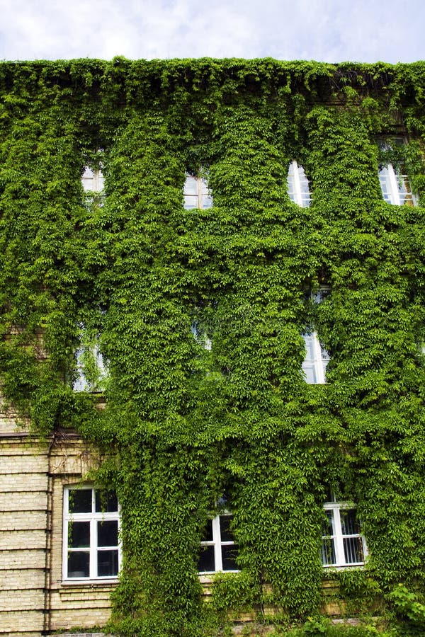 Green bush on a building