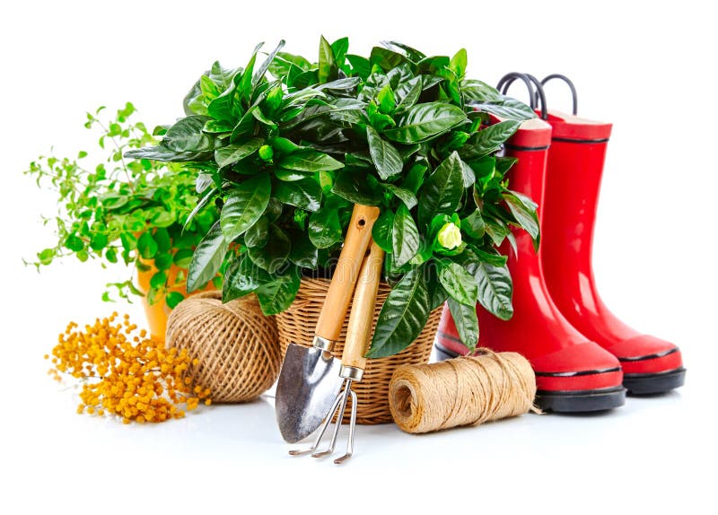 Green bush with flowers in basket