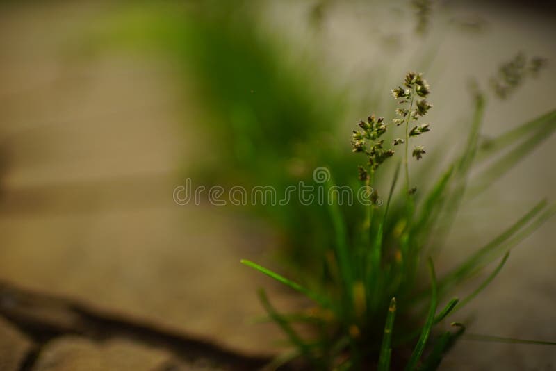 Green Bush of Grass Grows among Stones Stock Photo Image of seeds
