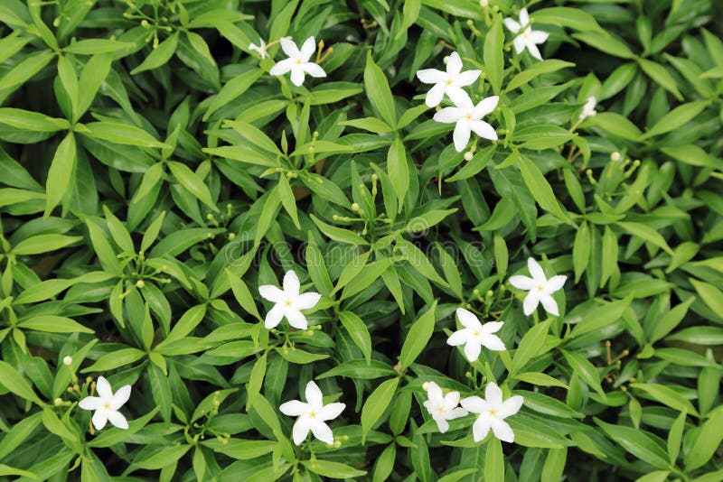 Green bush leaf with little white flower for background