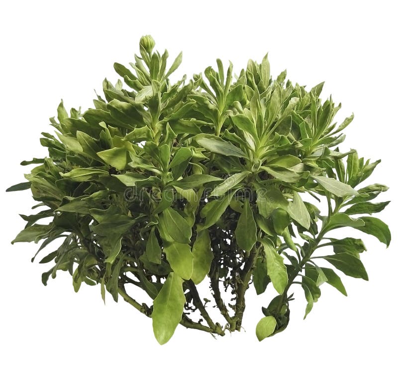 Cut out bush. Green plant stock image. Image of decorative - 160382083