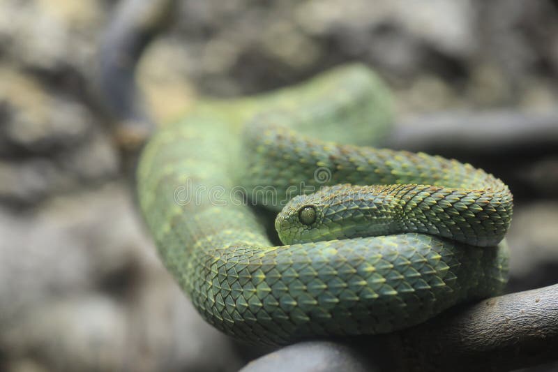Green bush viper stock image