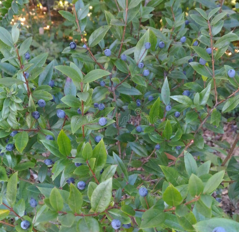 Green Bush of Wild Winter Blueberries. Stock Image Image of green