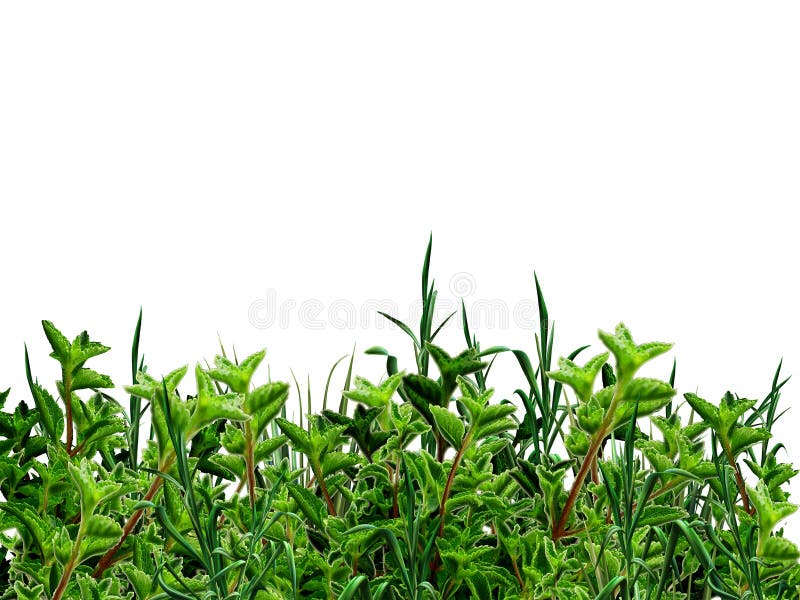 Green bushes and grass on white background. Garden, Hand drawn digital color Illustration. For Art, web, print, wallpaper, greeting card, fashion, fabric, texture, Home decor and more graphic design.