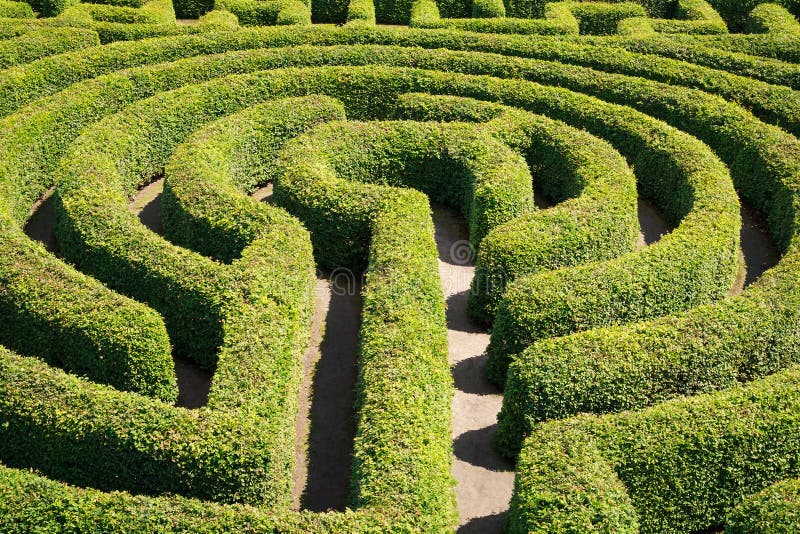 Green bushes maze royalty free stock photo
