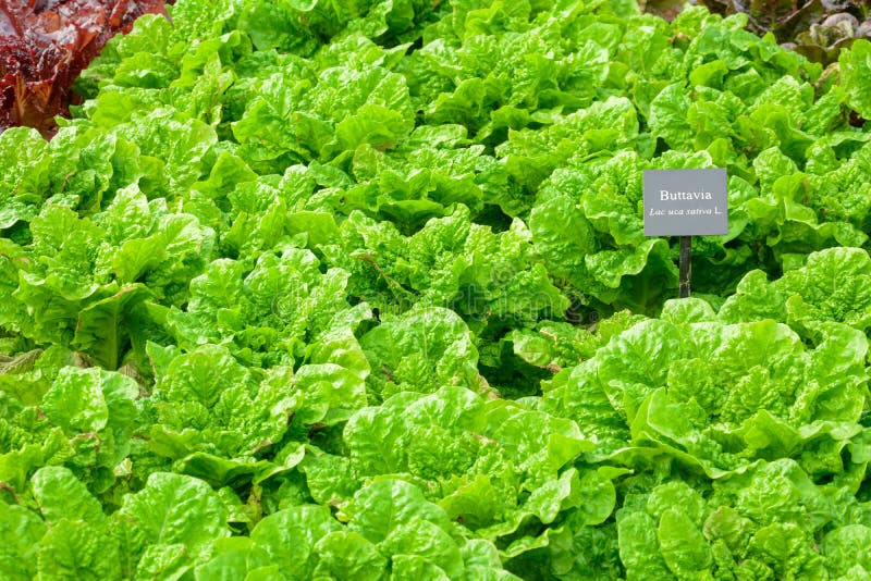 Green Buttavia Lettuce Vegetable Stock Image Image of head, lettuce