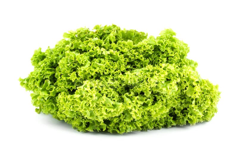 Green butter Lettuce stock image. Image of close, eating 10948211