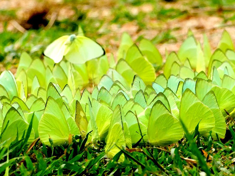 Green Butterflies