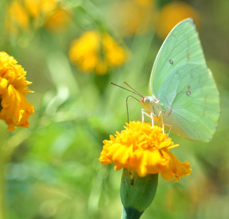 Green Butterflies