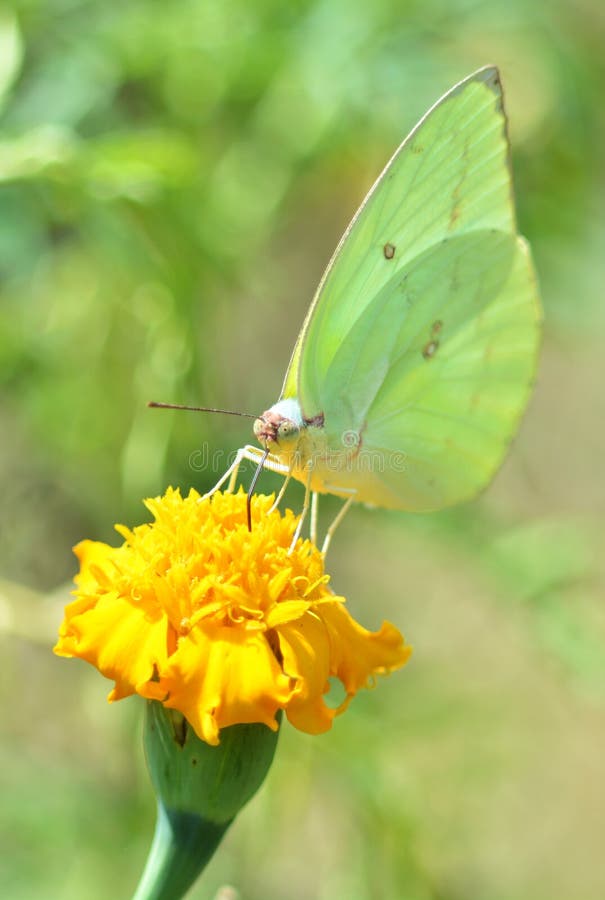 Green Butterflies on marigold