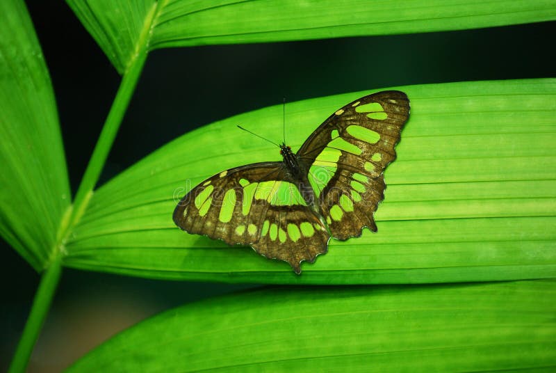 A green butterfly stock image. Image of elements, natural 15091763