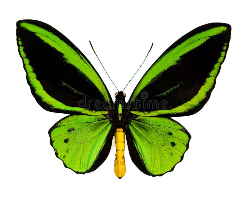 A green butterfly
