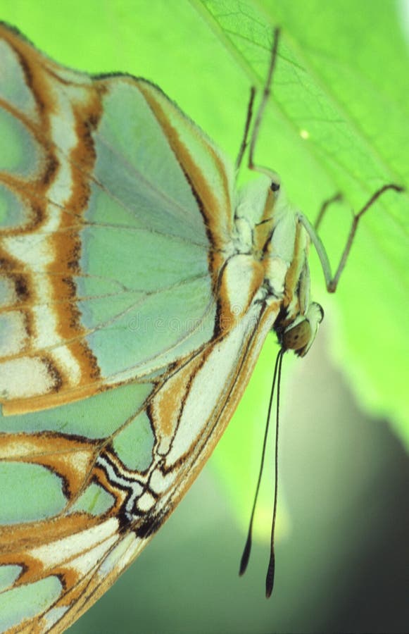 A green butterfly stock image. Image of elements, natural 15091763