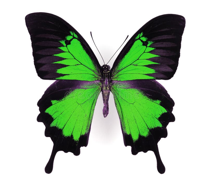 Green Butterfly