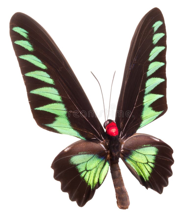 Green Butterfly Isolated on a Black Background Stock Photo Image of
