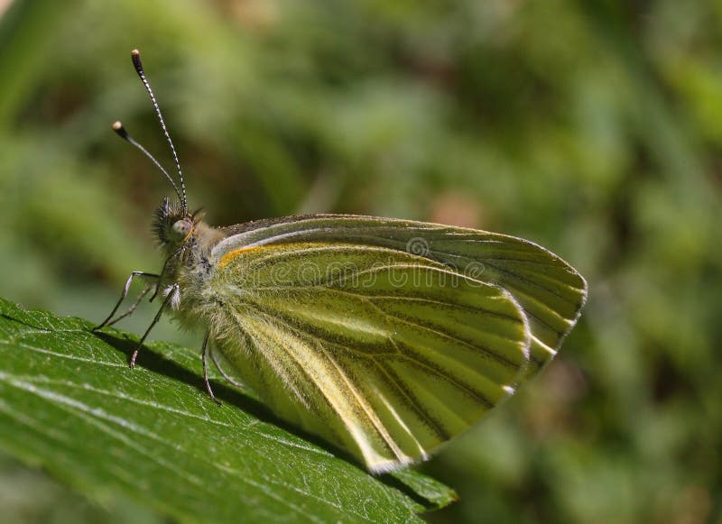 Green butterfly - Pieris brassicae