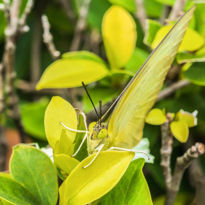 Green Butterfly Poised on Tree. Stock Image Image of people, side 72445769