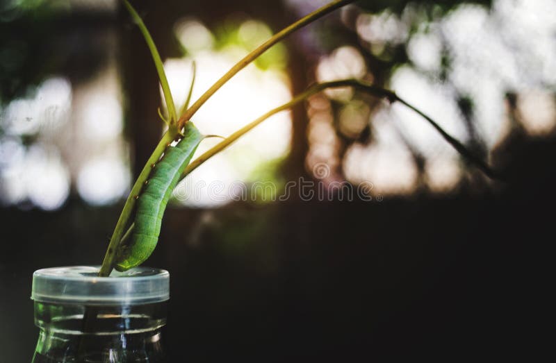 Green Butterfly Worm on Branch Stock Image Image of growth, invertebrate 193742359
