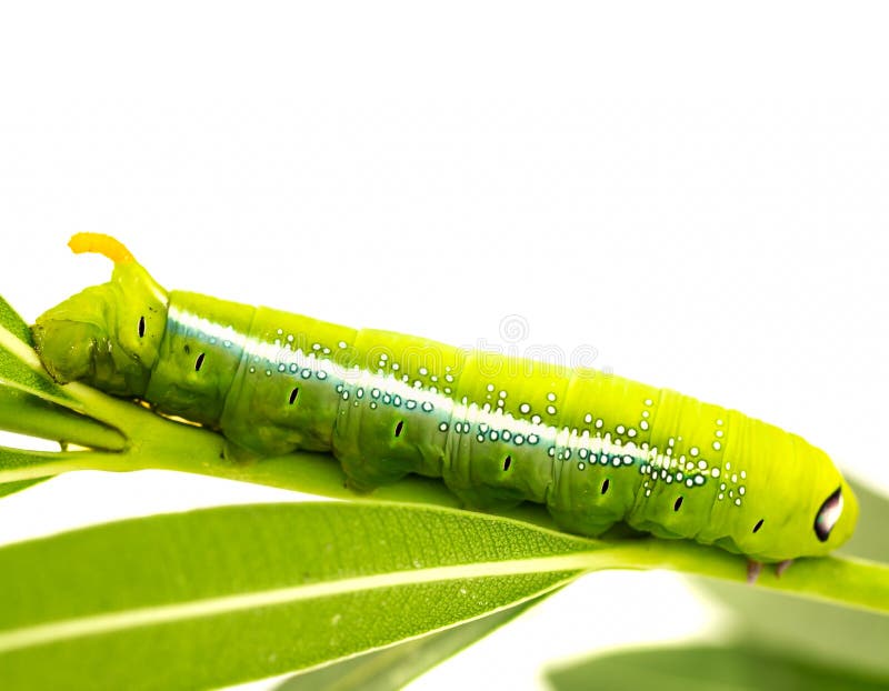 Green butterfly worm stock image. Image of detail, destructive 60275069