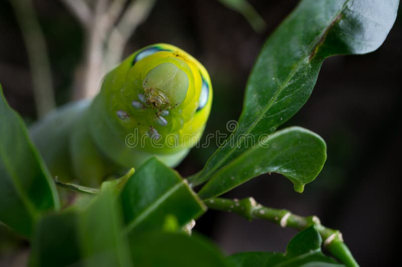 Green butterfly worm stock photo. Image of studio, leaf 60195806