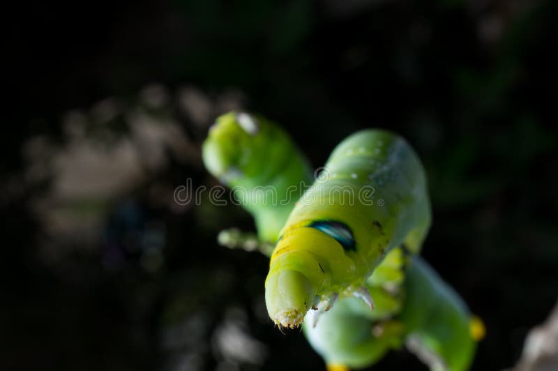 Green butterfly worm stock image. Image of larva, nature 60677211