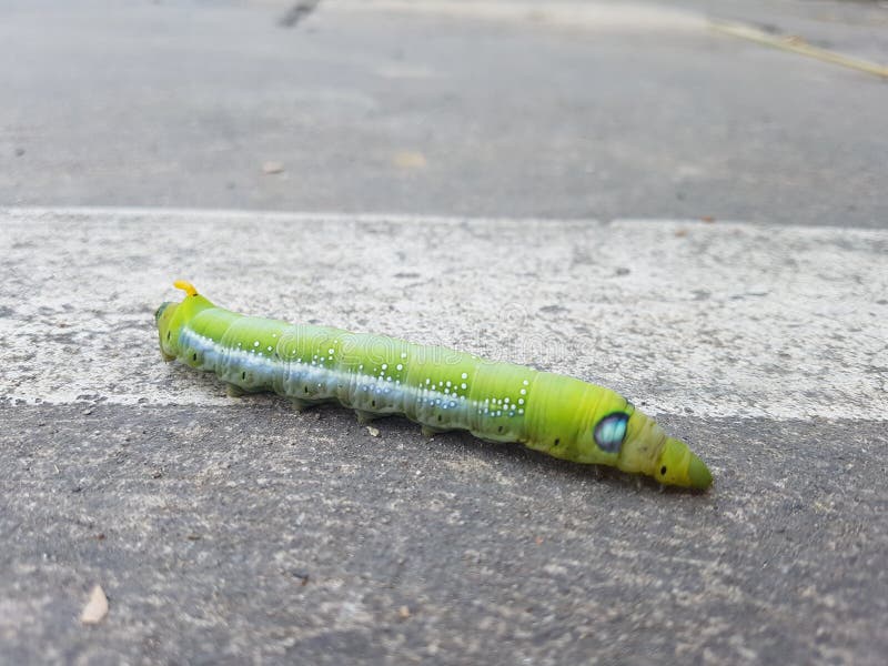Green butterfly worm stock image. Image of garden, colorful 107225413