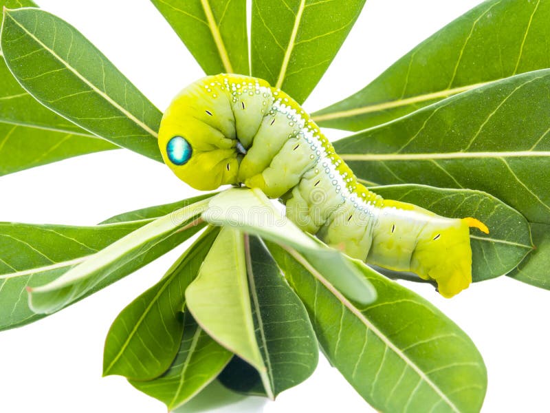 Green butterfly worm stock image. Image of striped, leaf 60275069