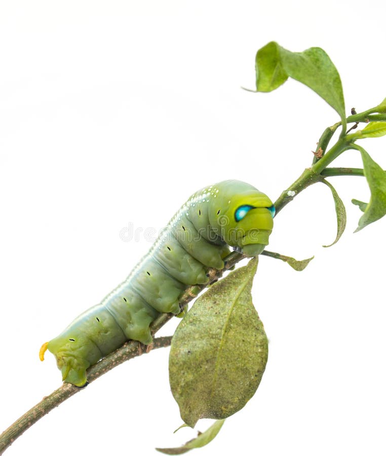 Green butterfly worm stock photo. Image of cute, legs 67949344