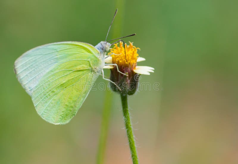 Green Butterfly on Yellow Flower Stock Photo Image of green, drinking